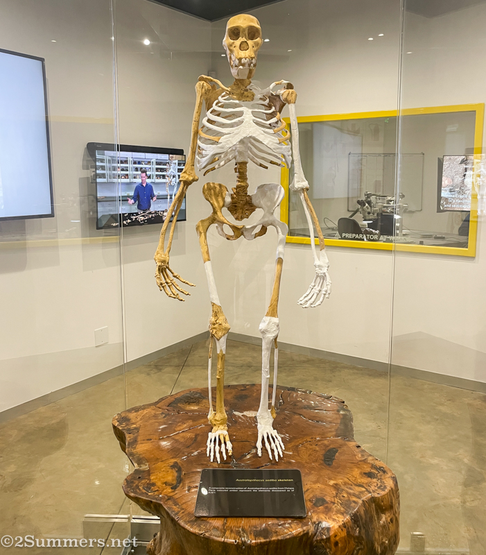 Sediba replica in the Malapa Museum