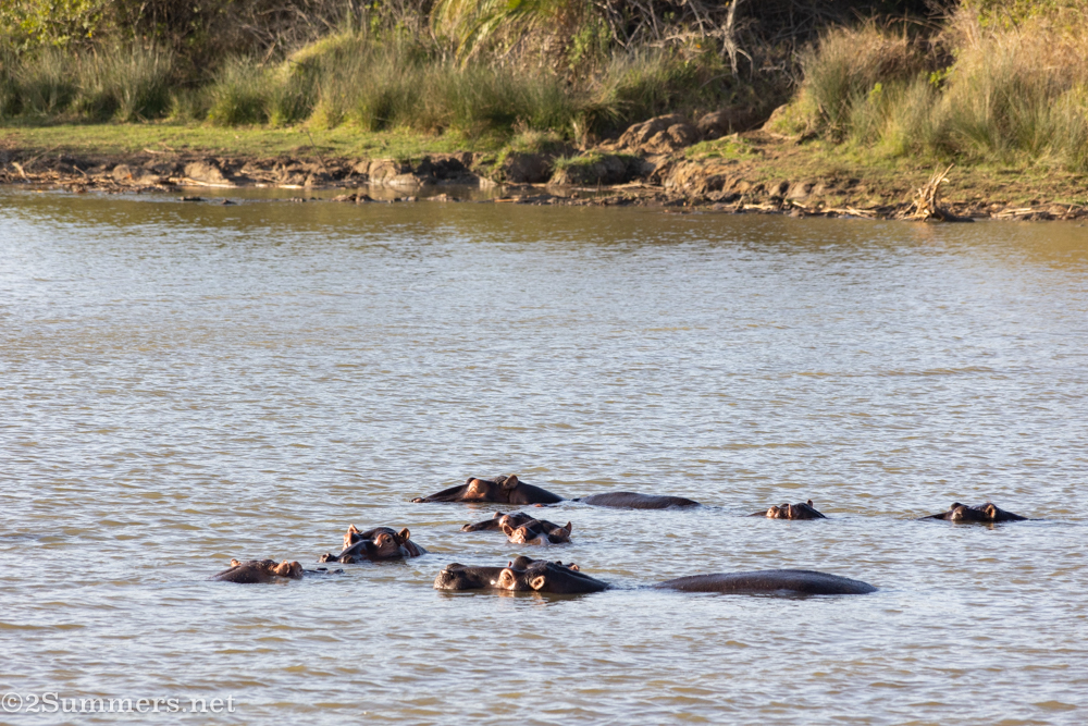 Hippos in the estuary