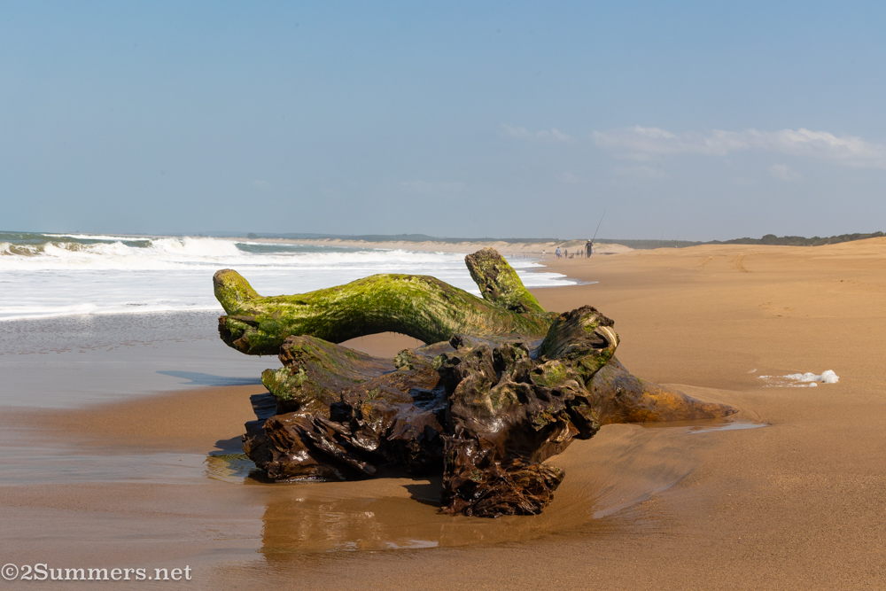 More beach driftwood