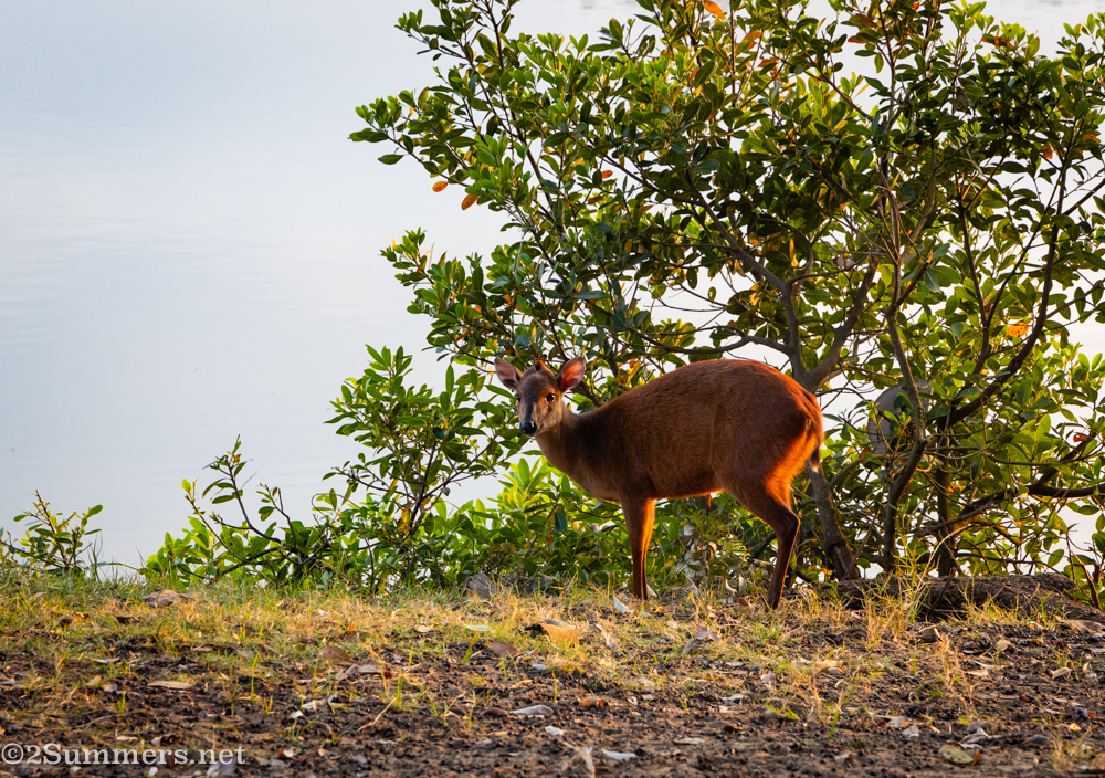 Red duiker