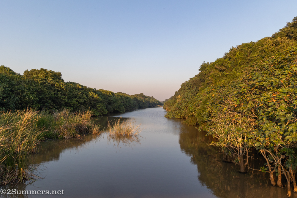More pretty mangroves