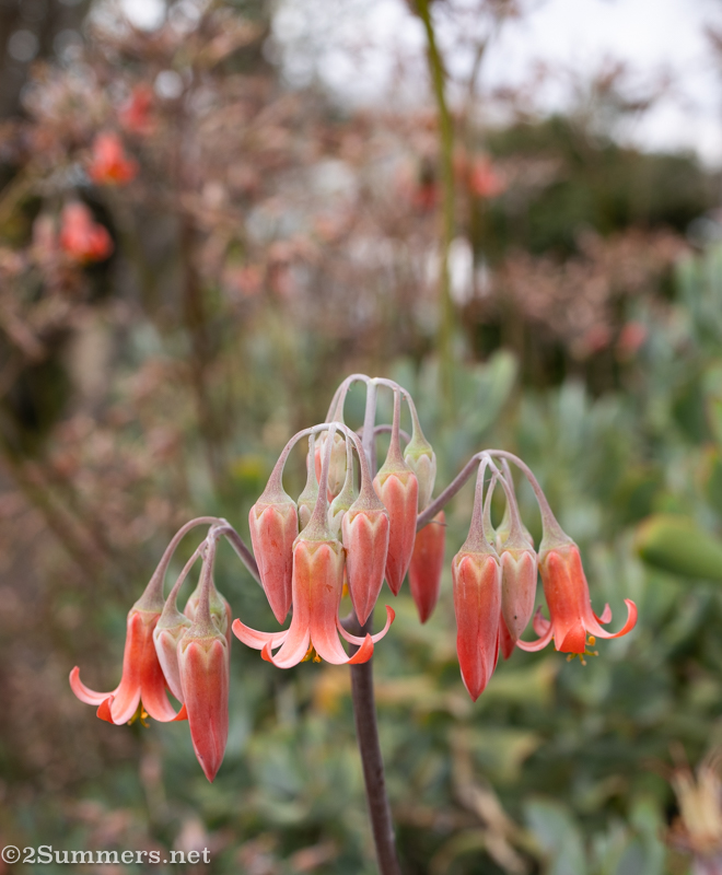 Aloe in bloom