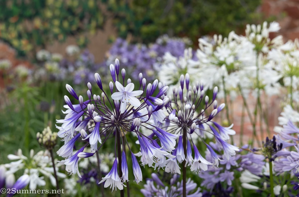 Agapanthus in bloom