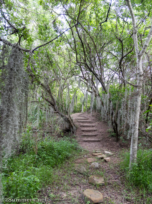 Spanish moss on the hiking trail