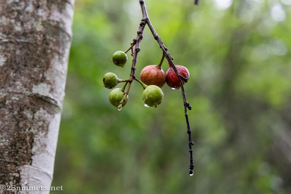 Berries on the trail with raindrops