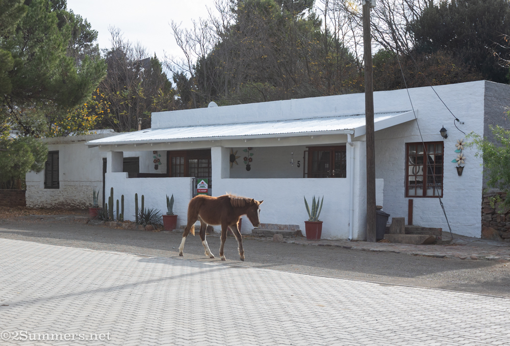 Baby horse walking in Nieu-Bethesda