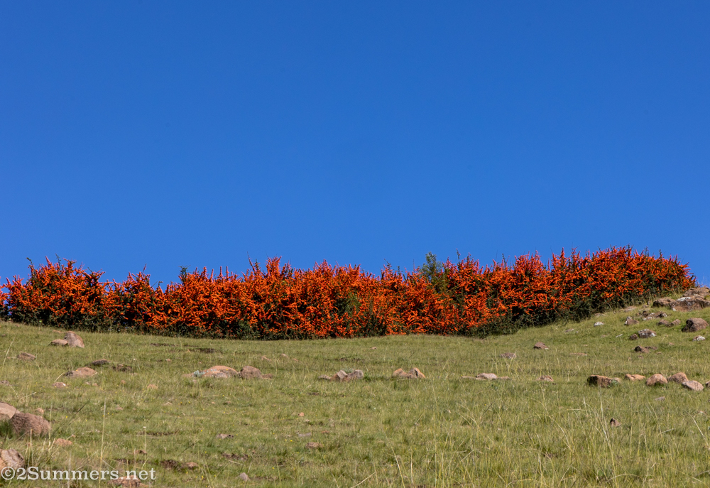 Bright orange bush