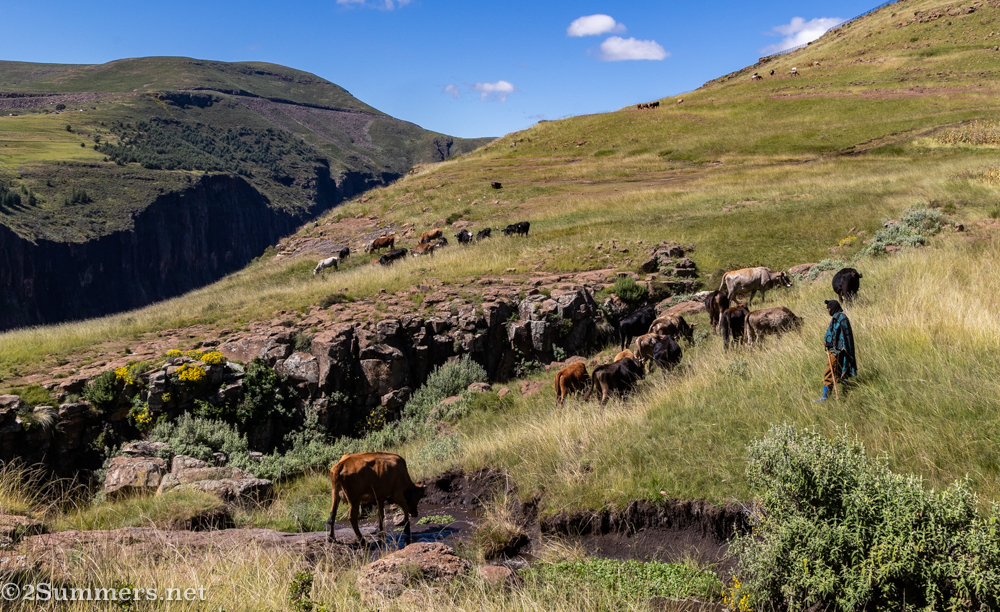 Shepherd herding cows