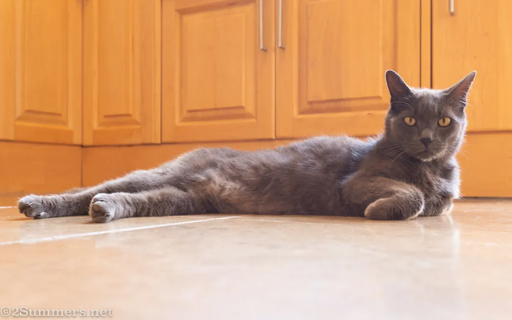 Smokey on kitchen floor